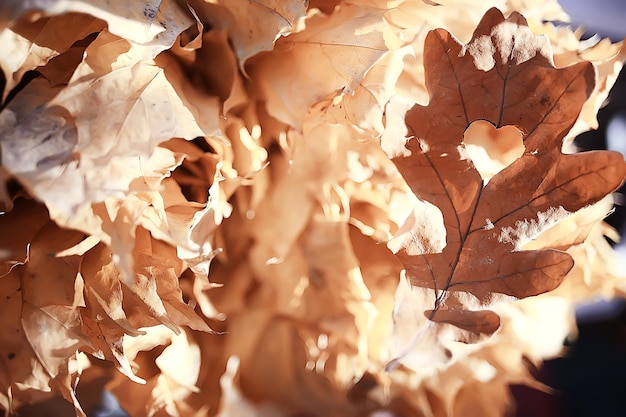 cuore d'autunno su foglia gialla di quercia / simbolo del cuore nella decorazione autunnale, concetto di amore autunnale, passeggiata nel parco