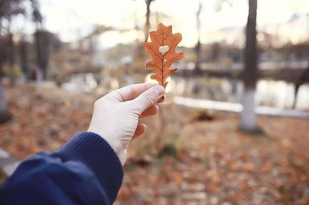 cuore d'autunno su foglia gialla di quercia / simbolo del cuore nella decorazione autunnale, concetto di amore autunnale, passeggiata nel parco