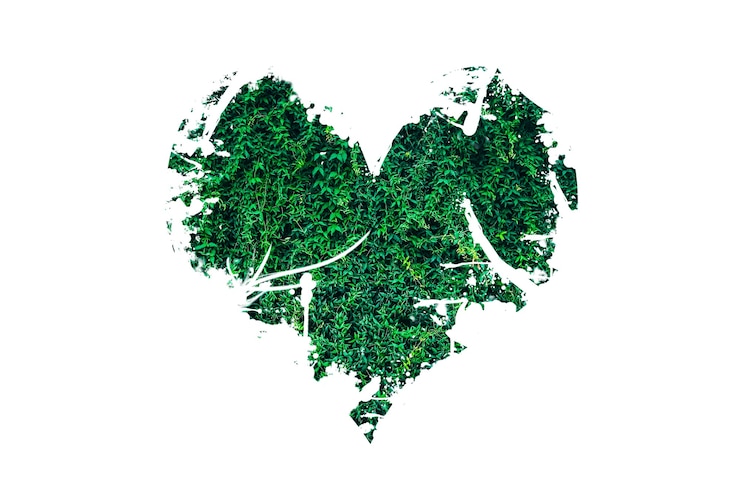 Foto cuore da foglie isolati su sfondo bianco. pianeta d'amore. concetto di natura ecologica.