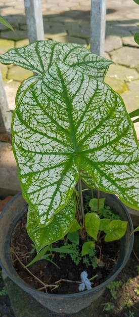 Cuore di Gesù Foto della pianta scattata da un angolo di primo piano