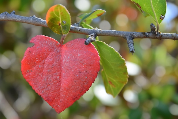 Cuore di visione di velluto