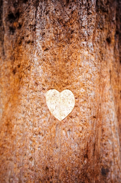 Cuore disegnato sul tronco di un albero