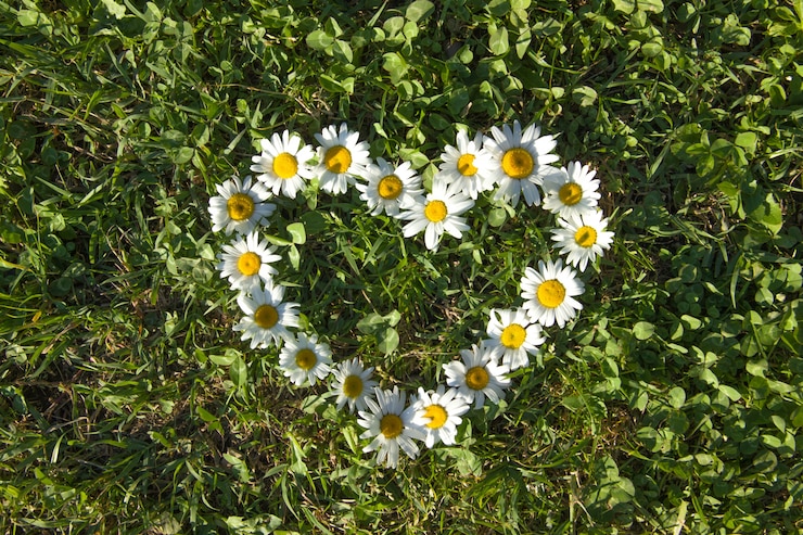 Foto cuore fatto di margherite su un prato verde