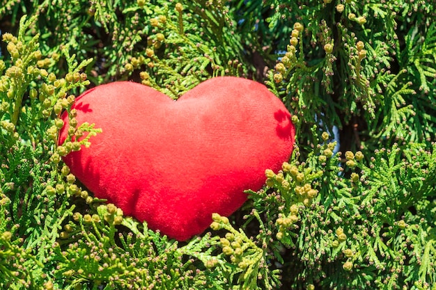 Cuore rosso nel fogliame verde dell'albero Concetto di giorno di San Valentino