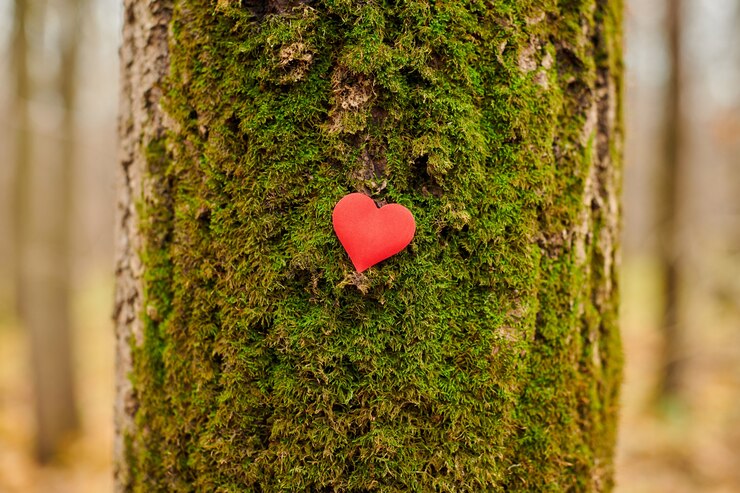 Cuore sull'albero muscoso