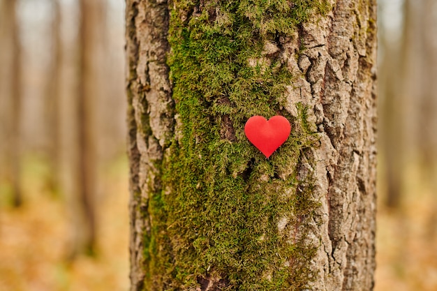 Cuore sull'albero muscoso