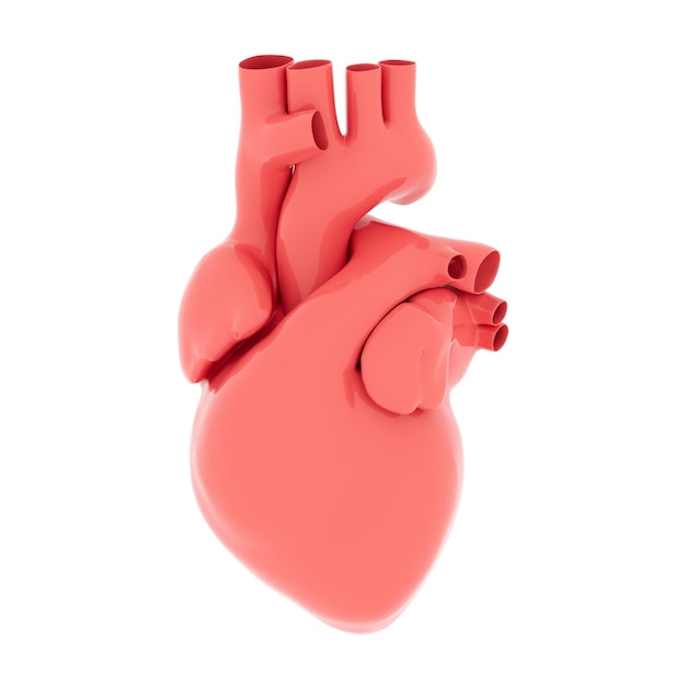 Cuore umano rosso anatomico su sfondo bianco 3d Render