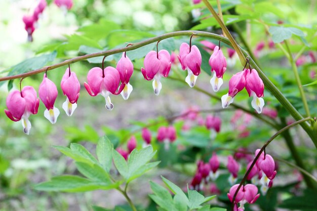 Cuori rosa in fiore dicentri nel giardino estivo