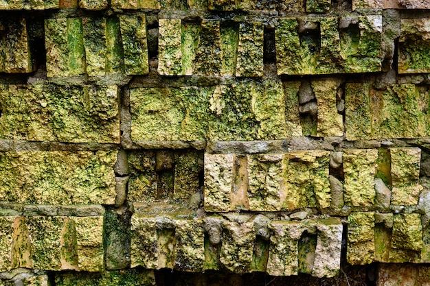 Cupa consistenza del vecchio mattone ricoperto di muschio verde e muffa, concetto di orrore.