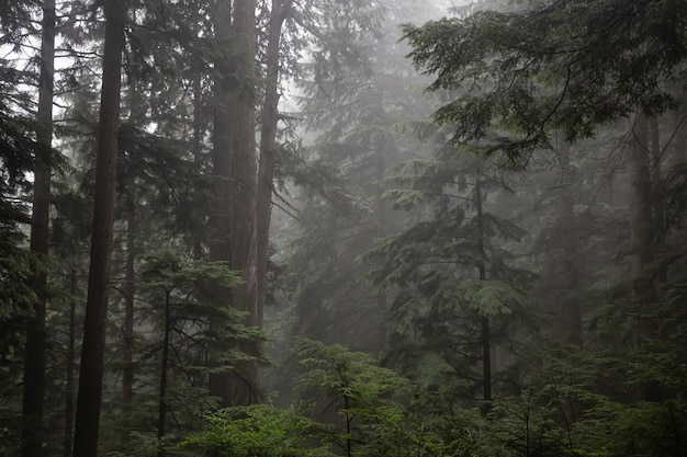 Cupa foresta oscura durante una giornata nebbiosa