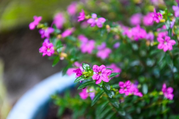 Cuphea hookeriana nel vaso di fiori