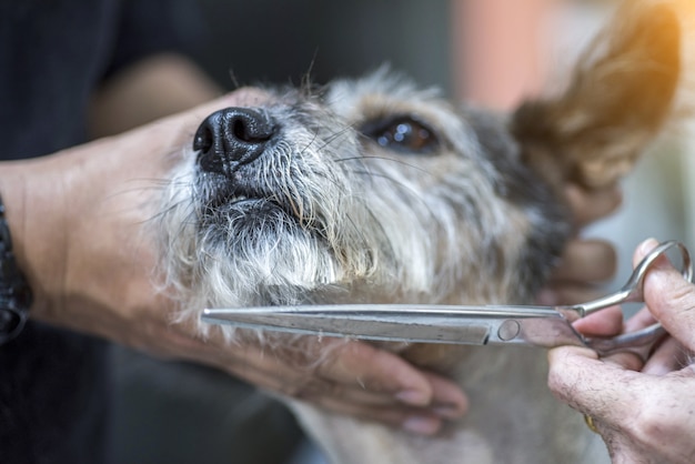 Cura del cane