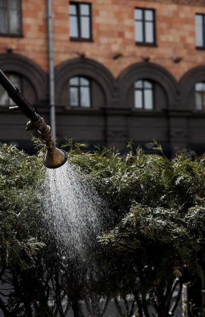 Cura e irrigazione delle piante urbane