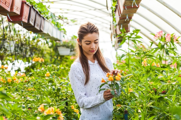 Cura per i fiori alstroemeria