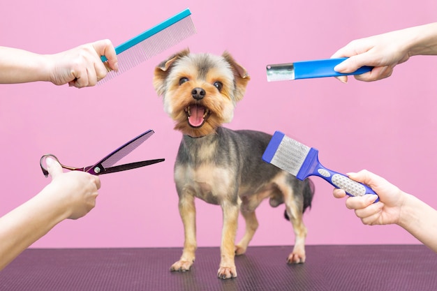 Cura professionale di un cane in un salone specializzato. Groomers che tengono gli strumenti a portata di mano. Sfondo rosa. concetto di toelettatura