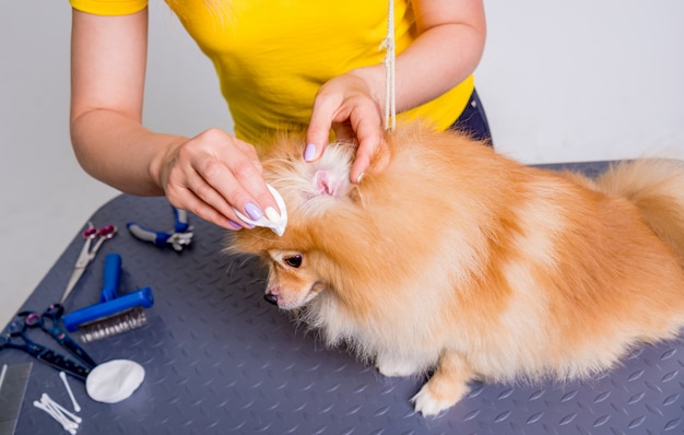 Cura professionale di un cane in un salone specializzato