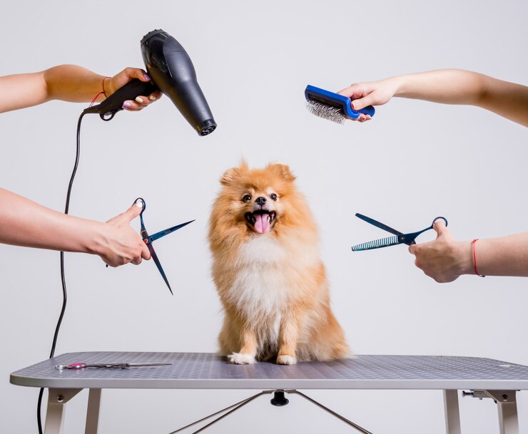 Cura professionale di un cane in un salone specializzato