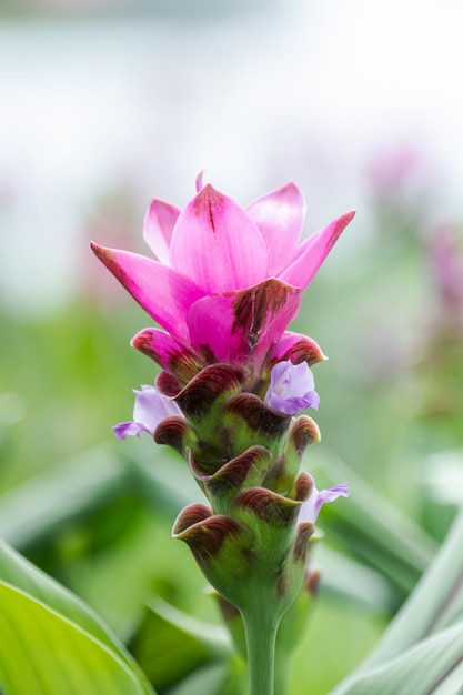 Curcuma Zanthorrhiza