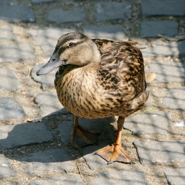 Curiosità anatra