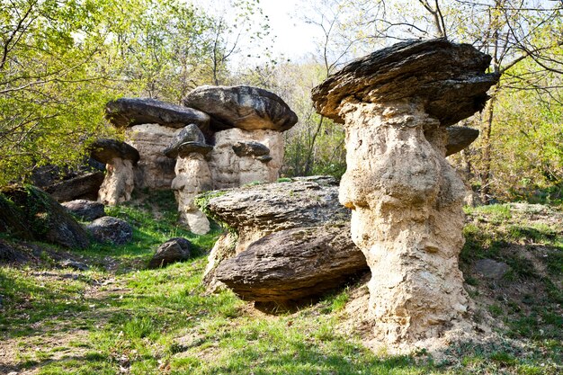 Curioso bosco in Italia, regione Piemonte, vicino alla città di Cuneo. Il nome della foresta è foresta "Ciciu" ed è il risultato dell'ultima glaciazione.