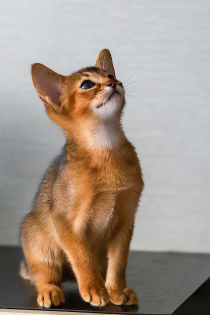 Curioso e un gattino su sfondo grigio