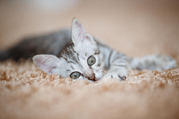 Curioso gattino grigio Piccolo gatto a casa Piccolo animale domestico