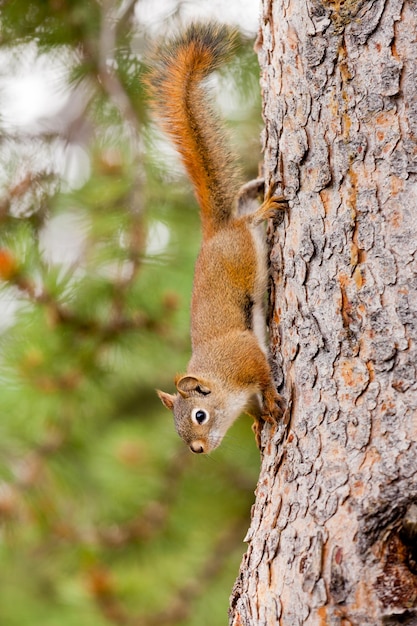 Curioso simpatico scoiattolo rosso americano rampicante