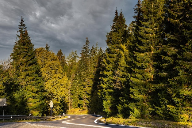 Curvy Road Trough Pine Forest in Autumn Road trip e Adventure Concept