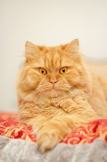 CutÃÂƒÃ‚Â'ÃƒÂ‚Ã‚Âƒ soffice Ginger cat con occhi gialli sdraiato sul letto. Primo piano Gatto rosso.