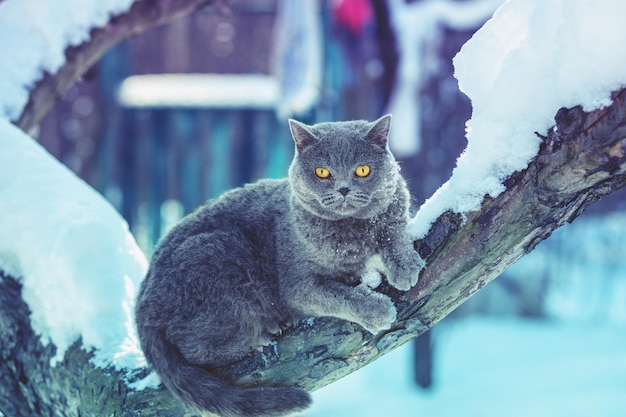 Cute Blue British Shorthair gatto seduto sull'albero in giardino in inverno nevoso