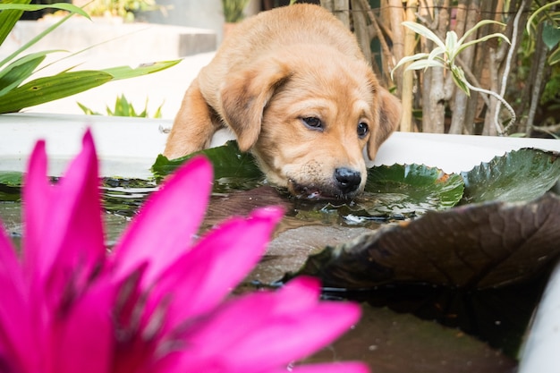 Cute cucciolo beve l&#39;acqua sul laghetto, e bel loto rosa.