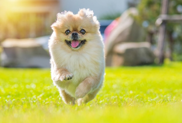 Cute cucciolo Pomeranian razza mista cane pechinese correre sull'erba con felicità.