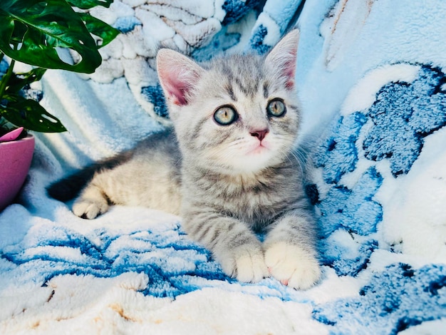 Cute Kitten