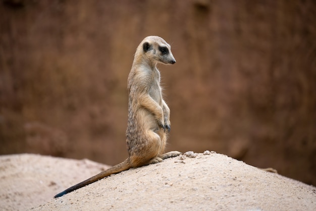 Cute meerkat (Suricata suricatta)