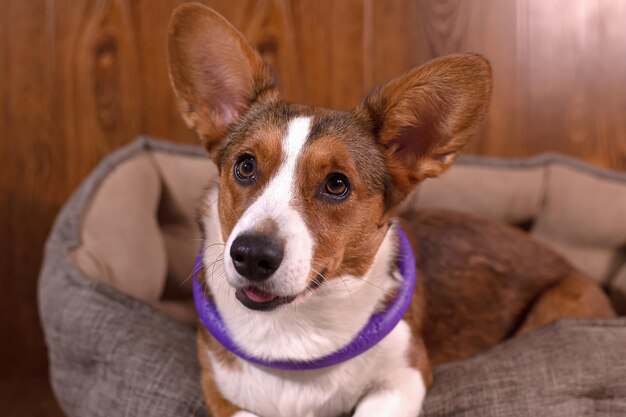 Cute Welsh Corgi Pembroke cane Animali domestici Un cane purosangue