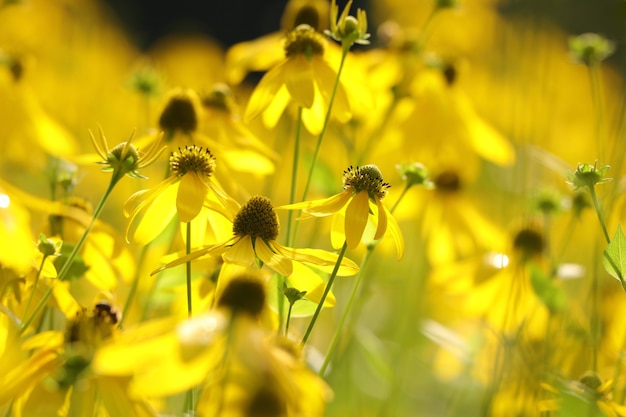 Cutleaf Coneflower - Rudbeckia laciniata nel giardino