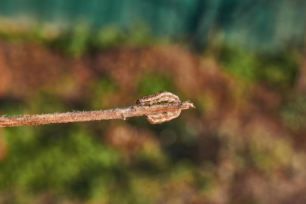 Cutworm bruco o falena nottuide lat Noctuidae Il bruco cerca riparo prima dell'inizio dell'inverno