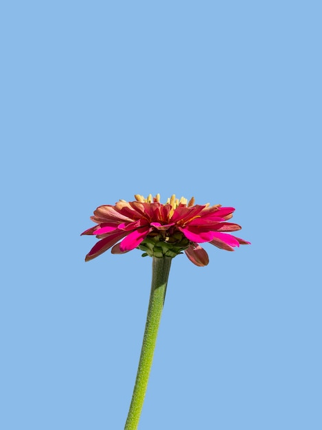 Cynia è un fiore rosa su sfondo blu