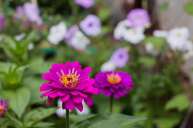 Cynia viola in giardino