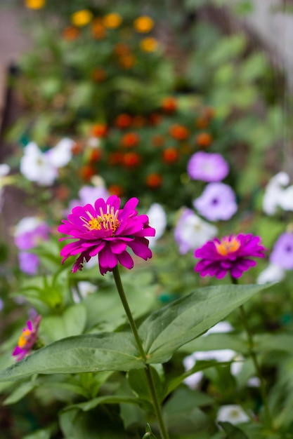 Cynia viola in giardino