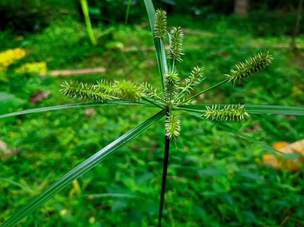 Cyperus erythrorhizos pianta per erboristeria