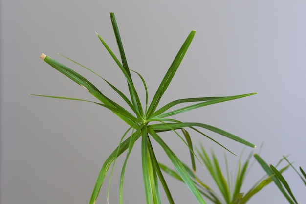 Cyperus lascia la pianta d'appartamento sullo sfondo grigio