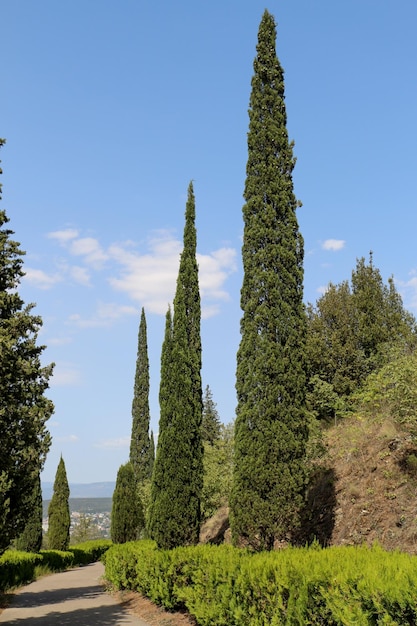 Cypreast alberi sullo sfondo della natura