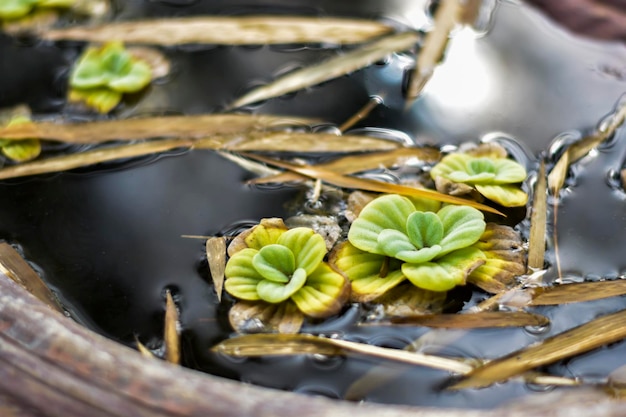 Da o una pianta acquatica che galleggia nel bacino