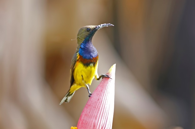 Da olive-backed Cinnyris jugularis Uccello maschio sul fiore della banana