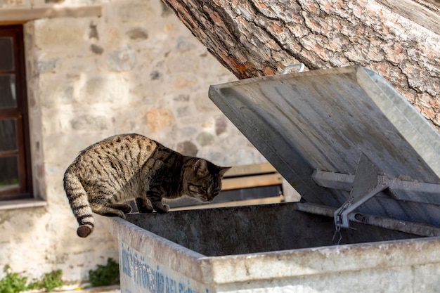 Da solo gatto randagio, all'aperto. Animale da compagnia; gatto randagio.