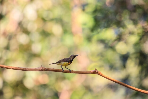 Da sunbird sostenuto da oliva, sunbird Giallo-gonfiato su un albero