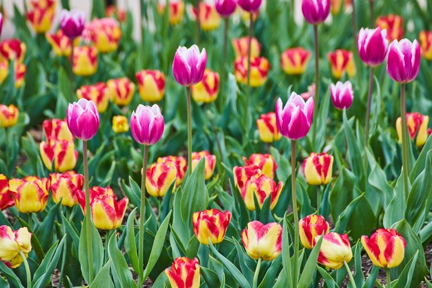 Da vicino al campo di tulipani primaverili con fiori rosa e rossi