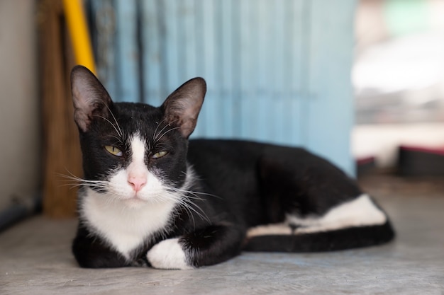 da vicino bellissimo gatto nero, segni bianchi con la faccia assonnata che si trova sul pavimento di cemento