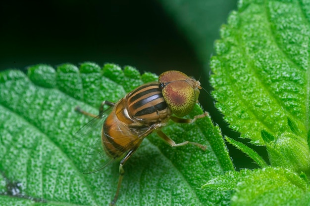 da vicino con la mosca volante dagli occhi macchiati